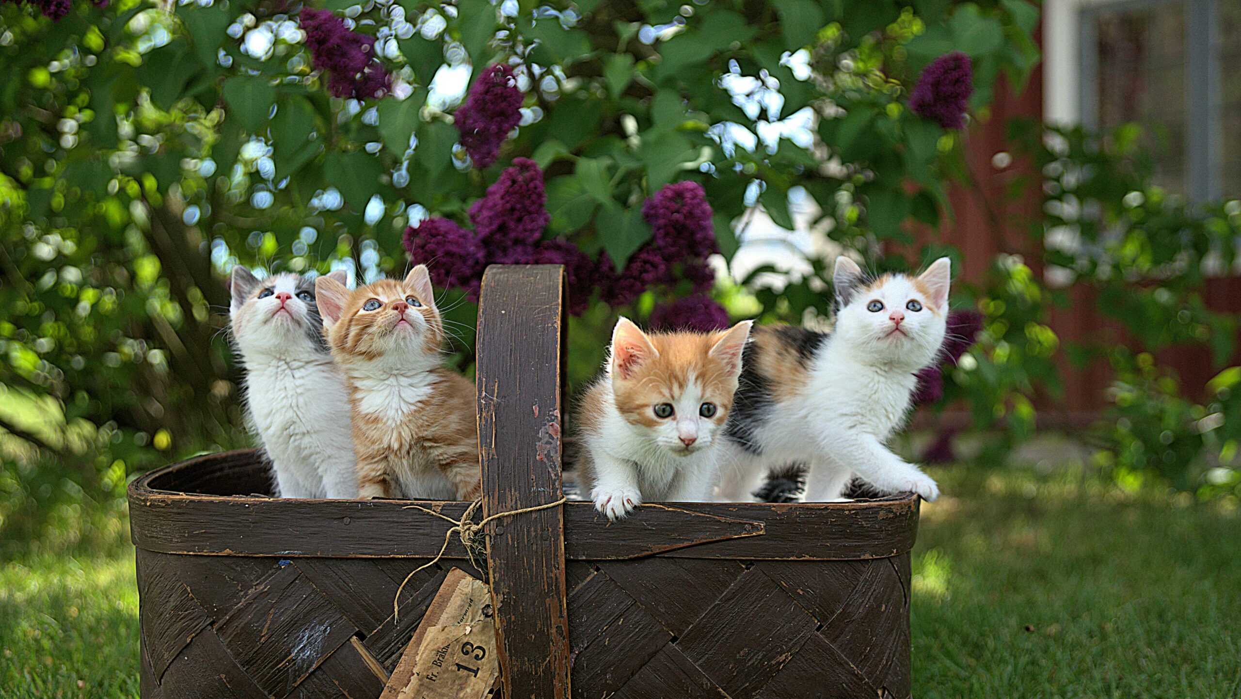 娘が訪れたカナダの猫カフェで出会った保護猫たち。癒しの時間をテーマにしたブログ記事の画像