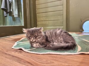 カナダの猫カフェでリラックスする保護猫がマットの上でくつろぐ様子。