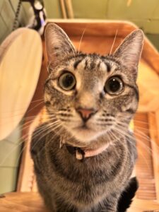 カナダの猫カフェで撮影された保護猫。カメラ目線でこちらを見つめる猫の写真。