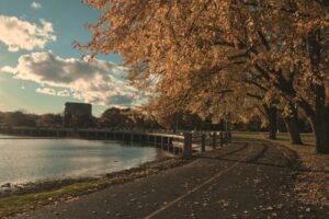湖畔の遊歩道と秋の木々(静かなカナダの風景)