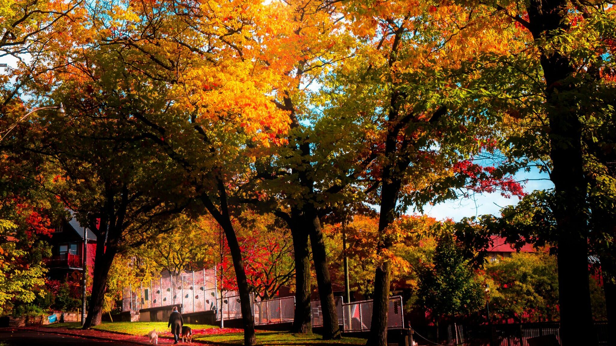 カナダの秋、紅葉の並木道を歩く人々の風景