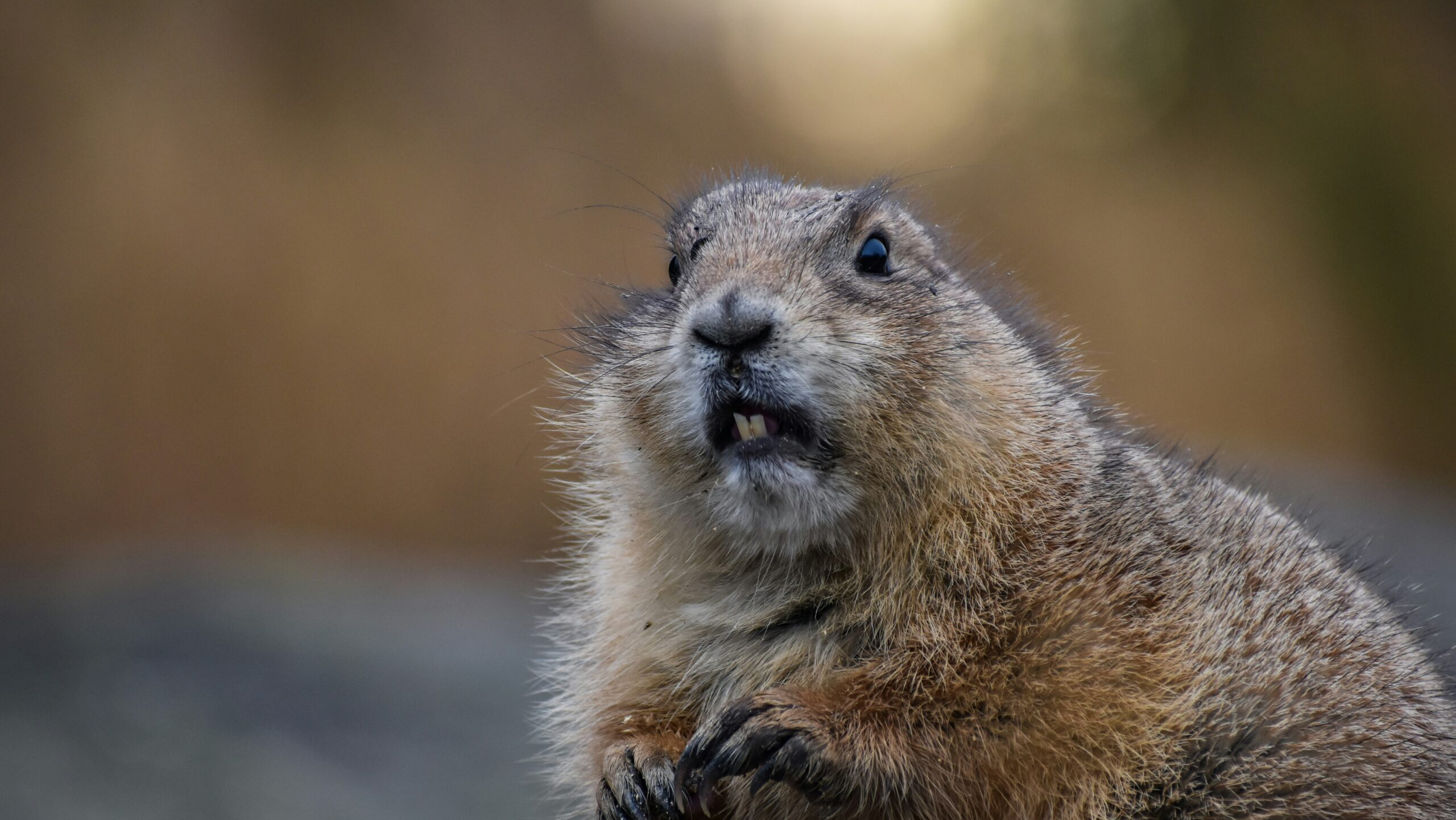 カナダの国獣ビーバー