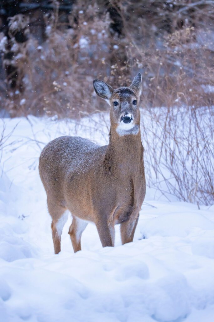 deer in Winnipeg