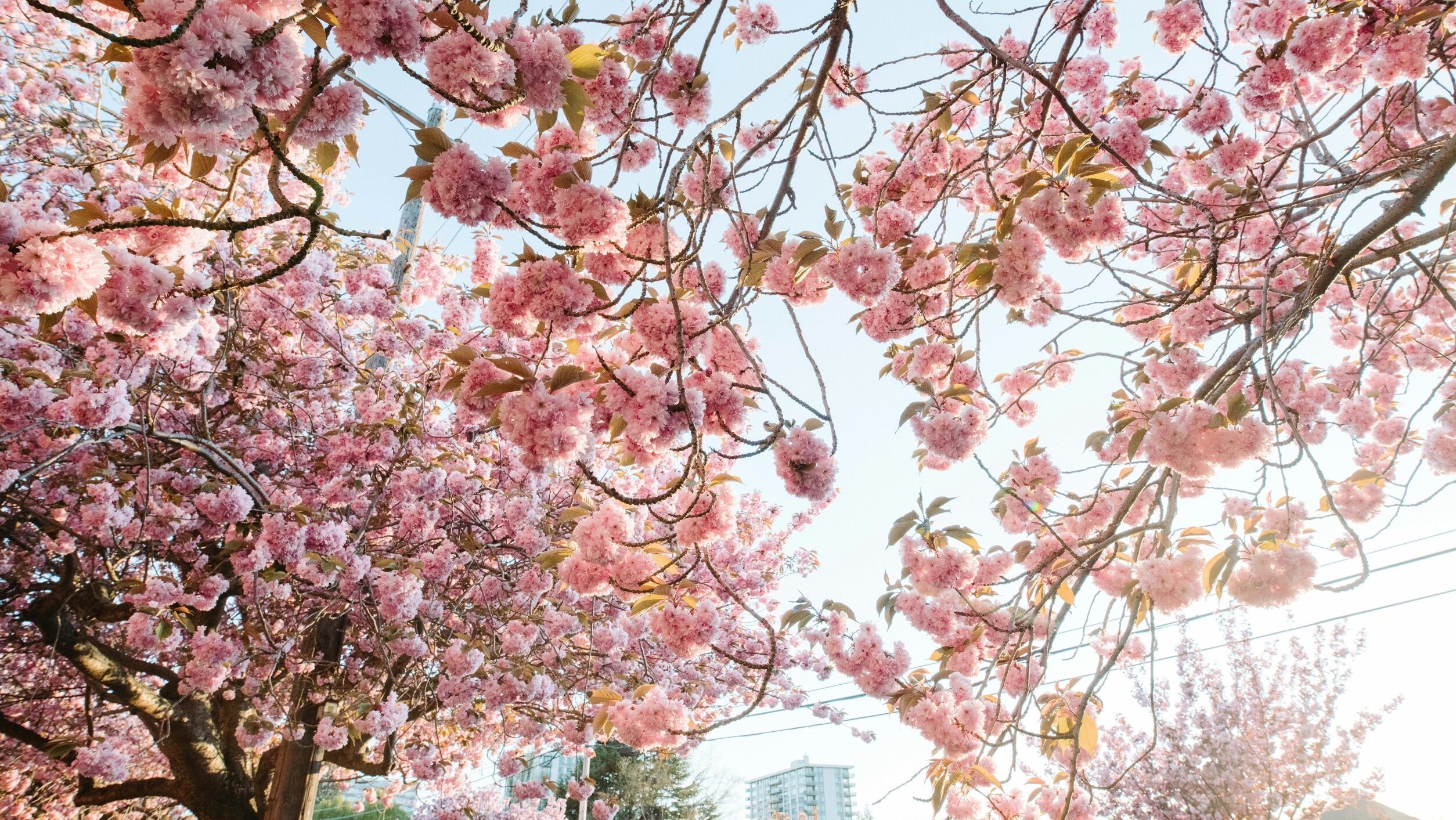 カナダで咲く桜の花