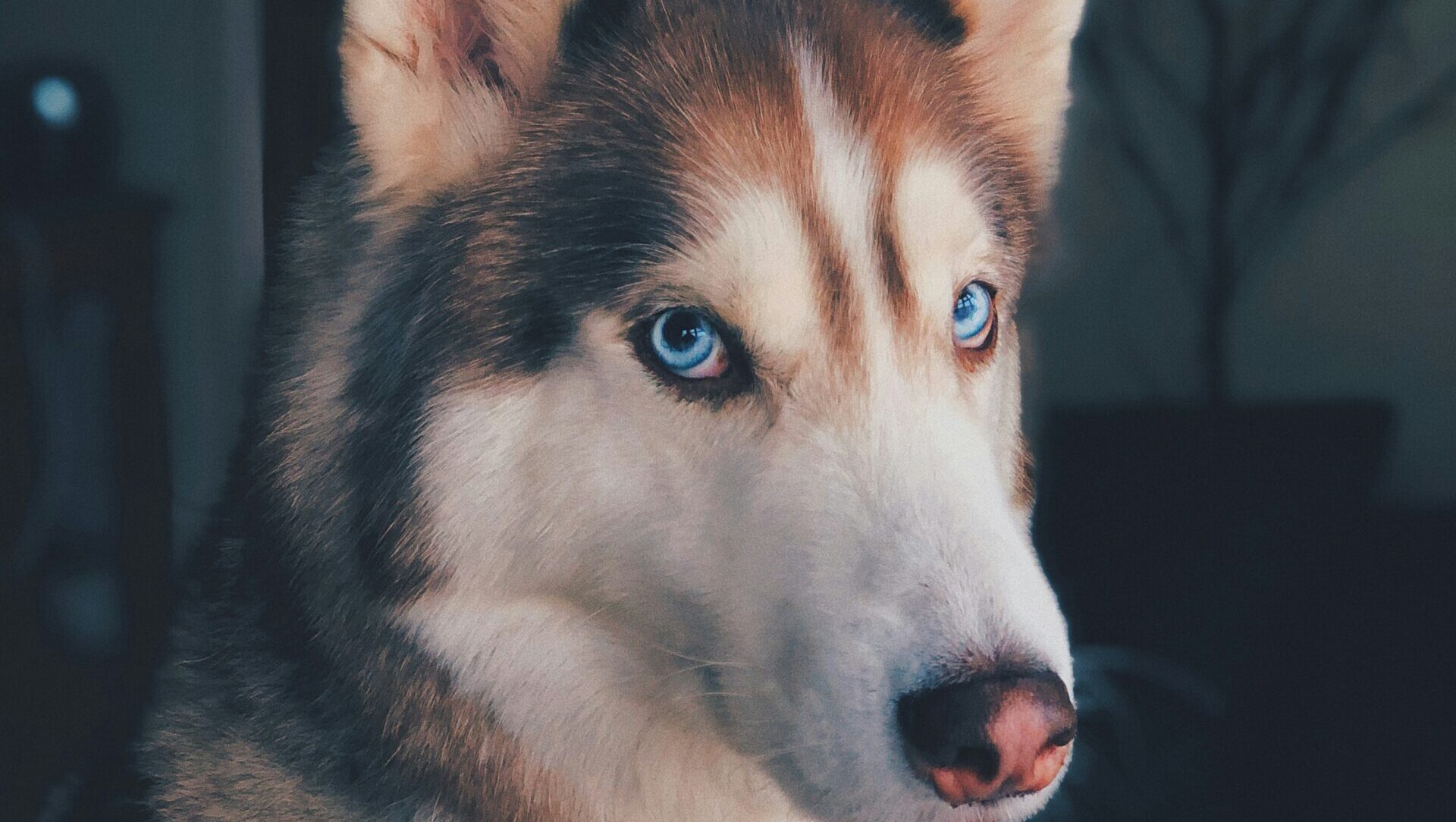 青い瞳の犬の写真（カナダでよく見る青い瞳の不思議）
