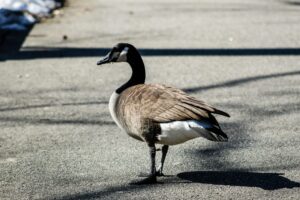 時々現れるCanadian goose（カナダガン）