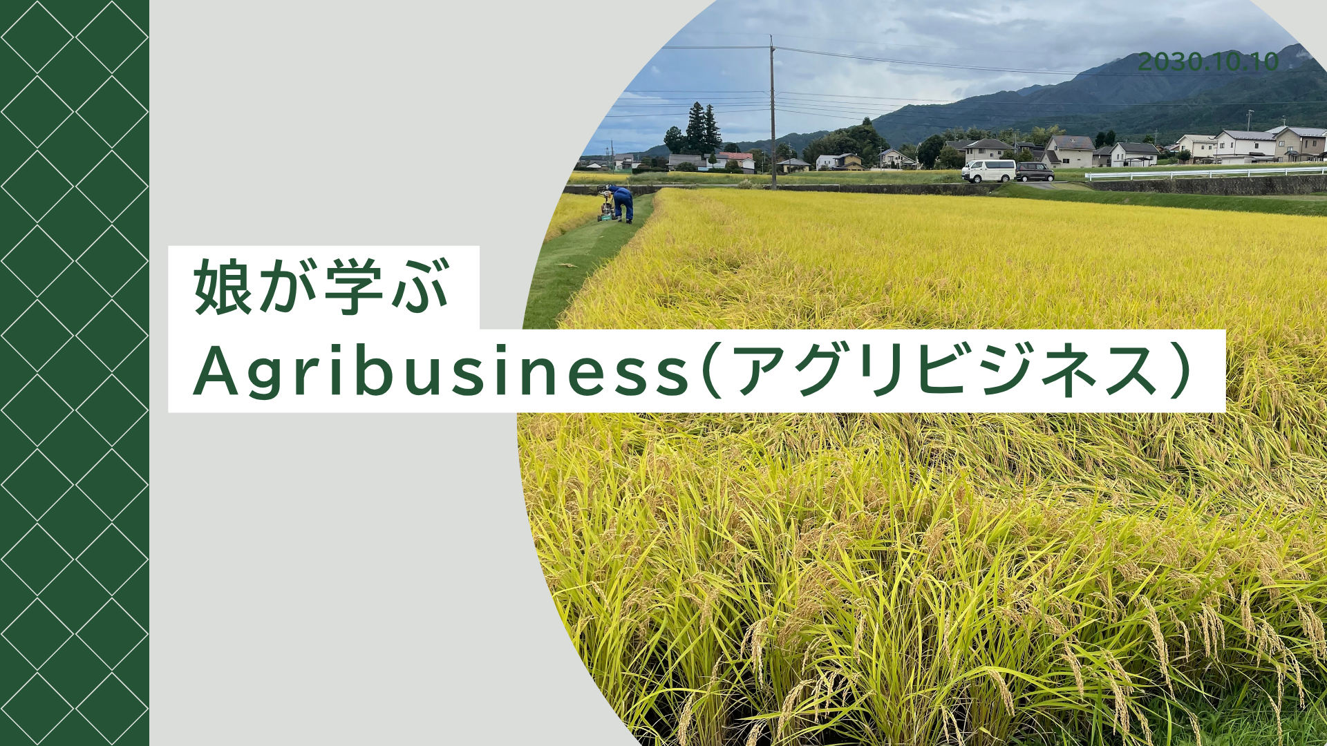 稲穂が実る田んぼの風景│娘が学ぶアグリビジネス